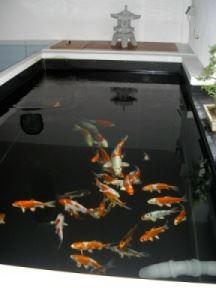 Koi in unserem kleinsten Becken